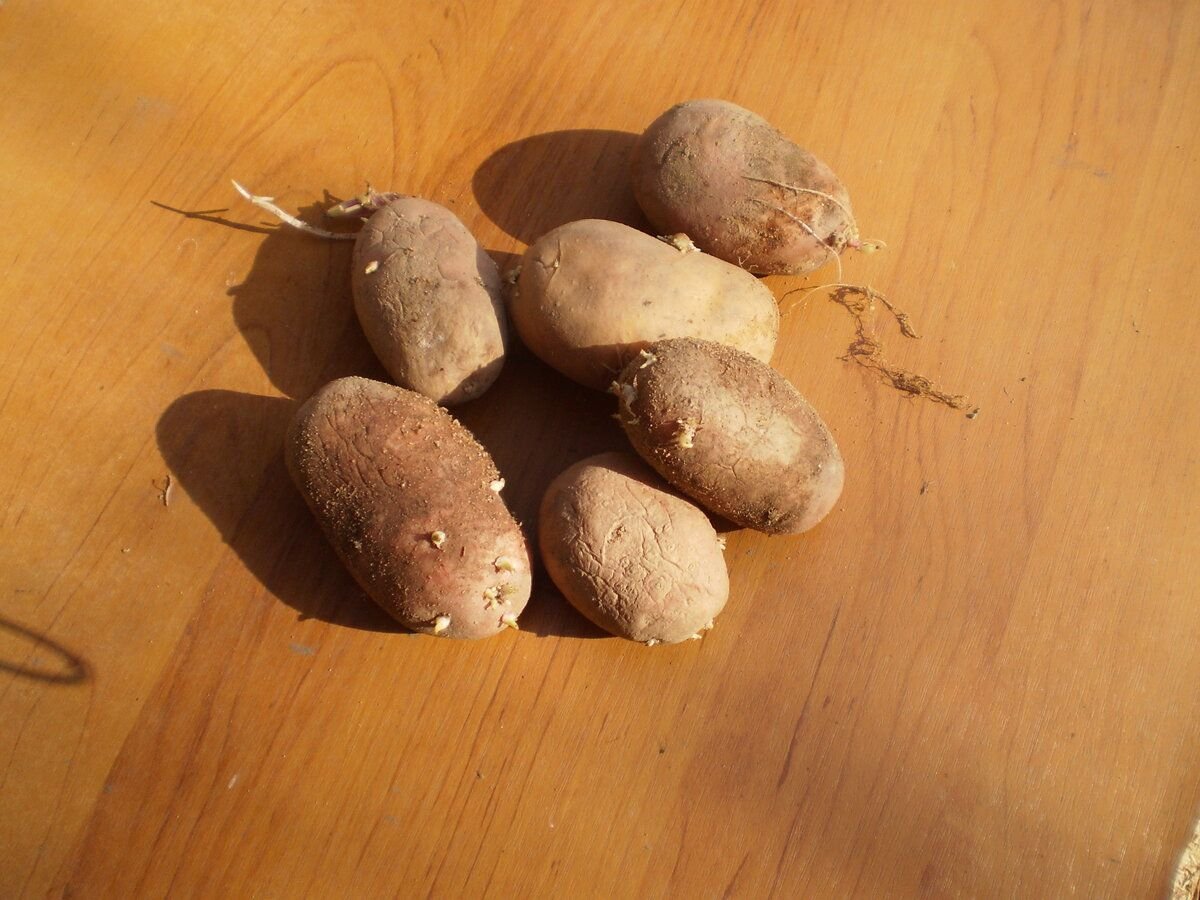 Размер семенного картофеля для посадки фото