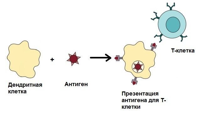 К презентации антигена способны