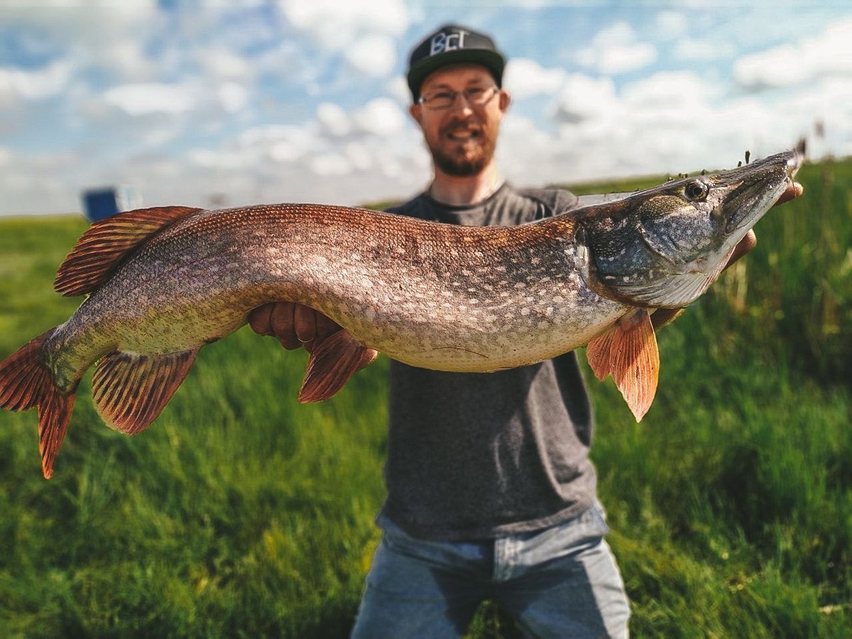 Щука нижегородская область. Щука Esox Lucius. Обыкновенная щука (Esox Lucius). Аквитанская щука. Щука Байкальская.