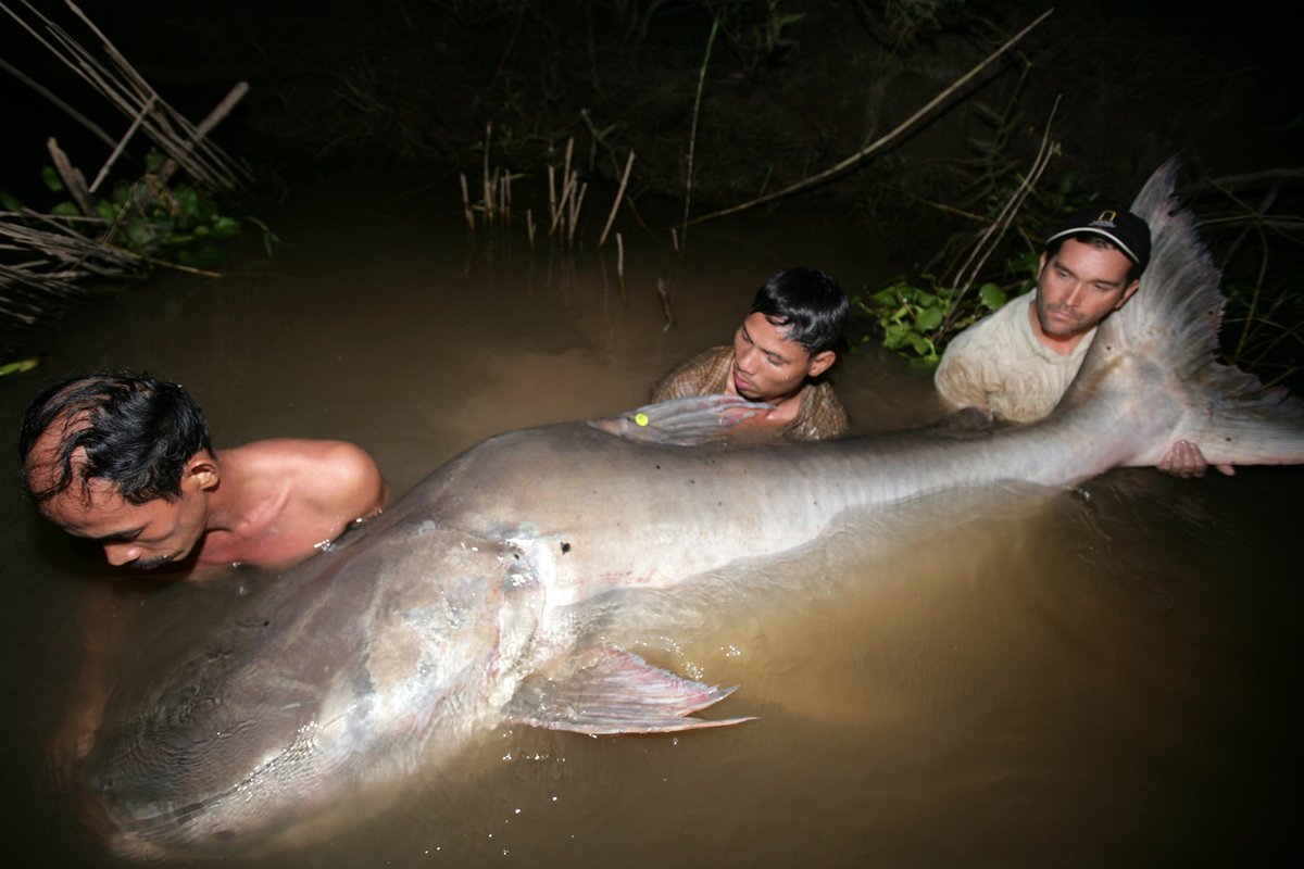 Giant Catfish