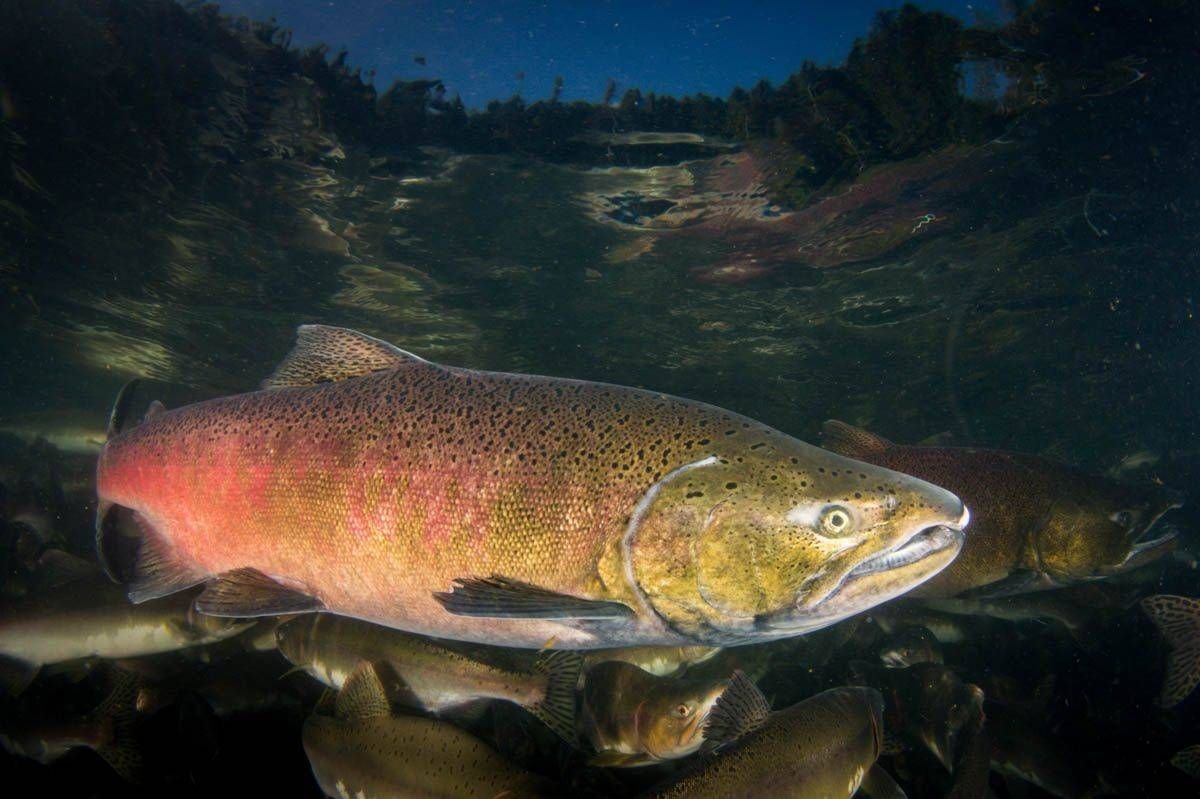 Чавыча Oncorhynchus tshawytscha