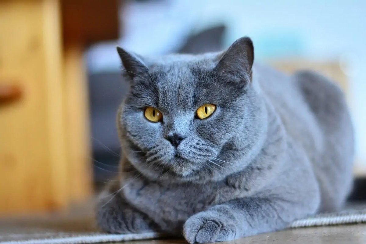 Картезианская кошка шартрез