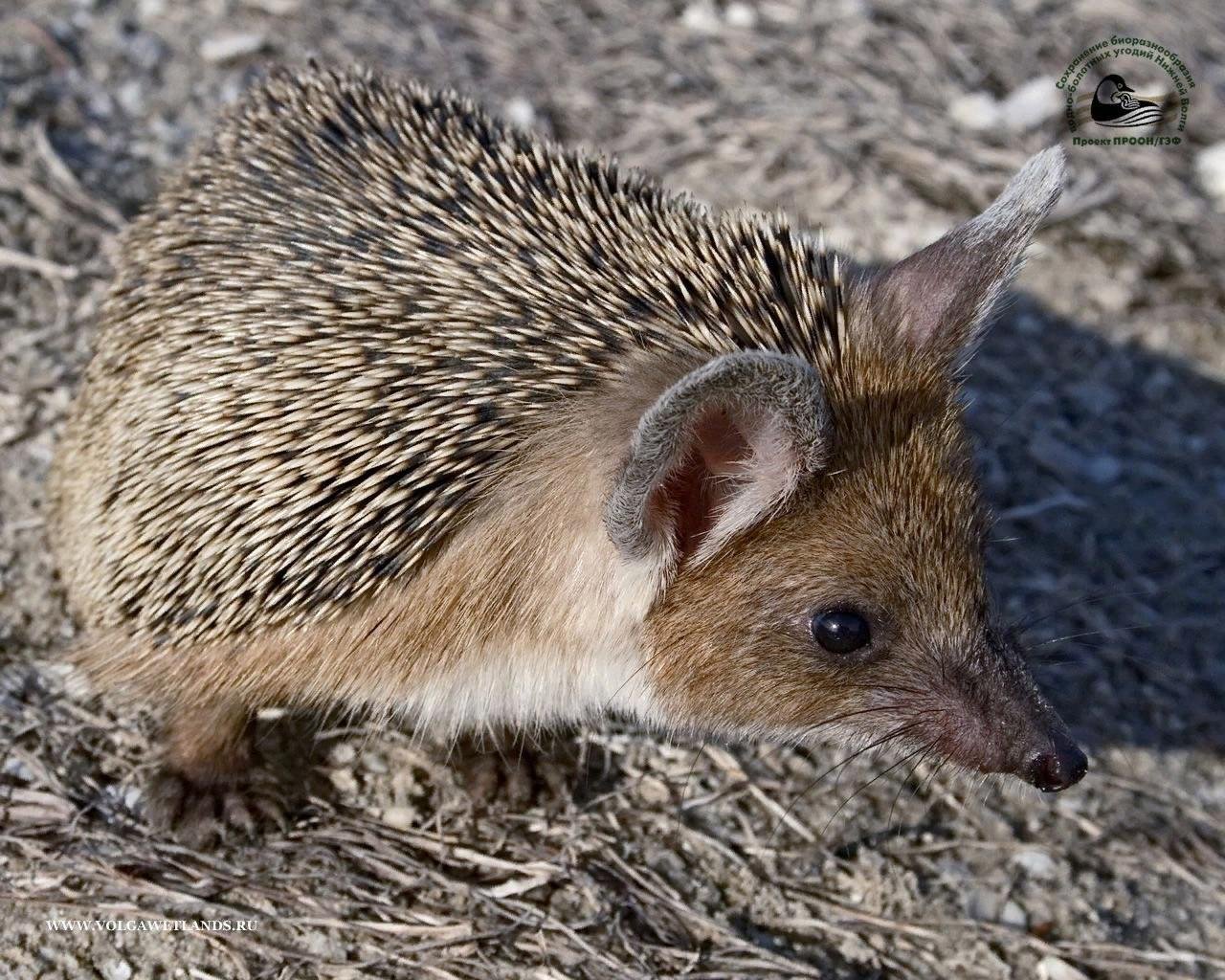 еж ушастый hemiechinus auritus. степной ушастый еж. ушастый ёж в степи. еж ушастый hemiechinus auritus. пустынный ушастый еж.