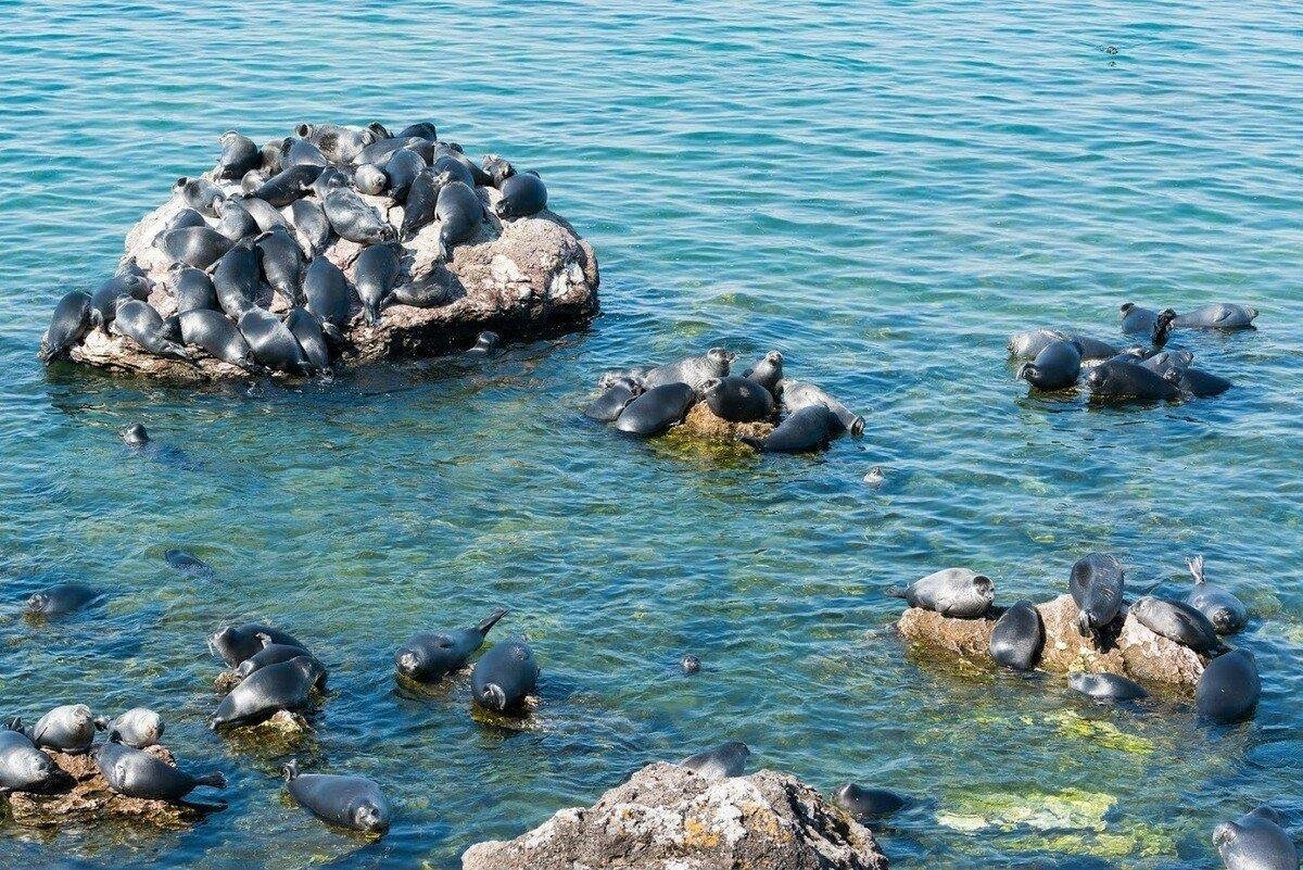 Все о забайкальский национальный парк