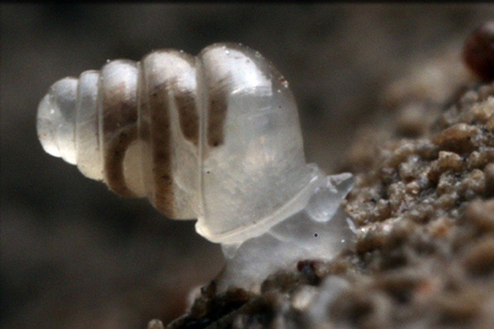 Tumbling Creek cave snail