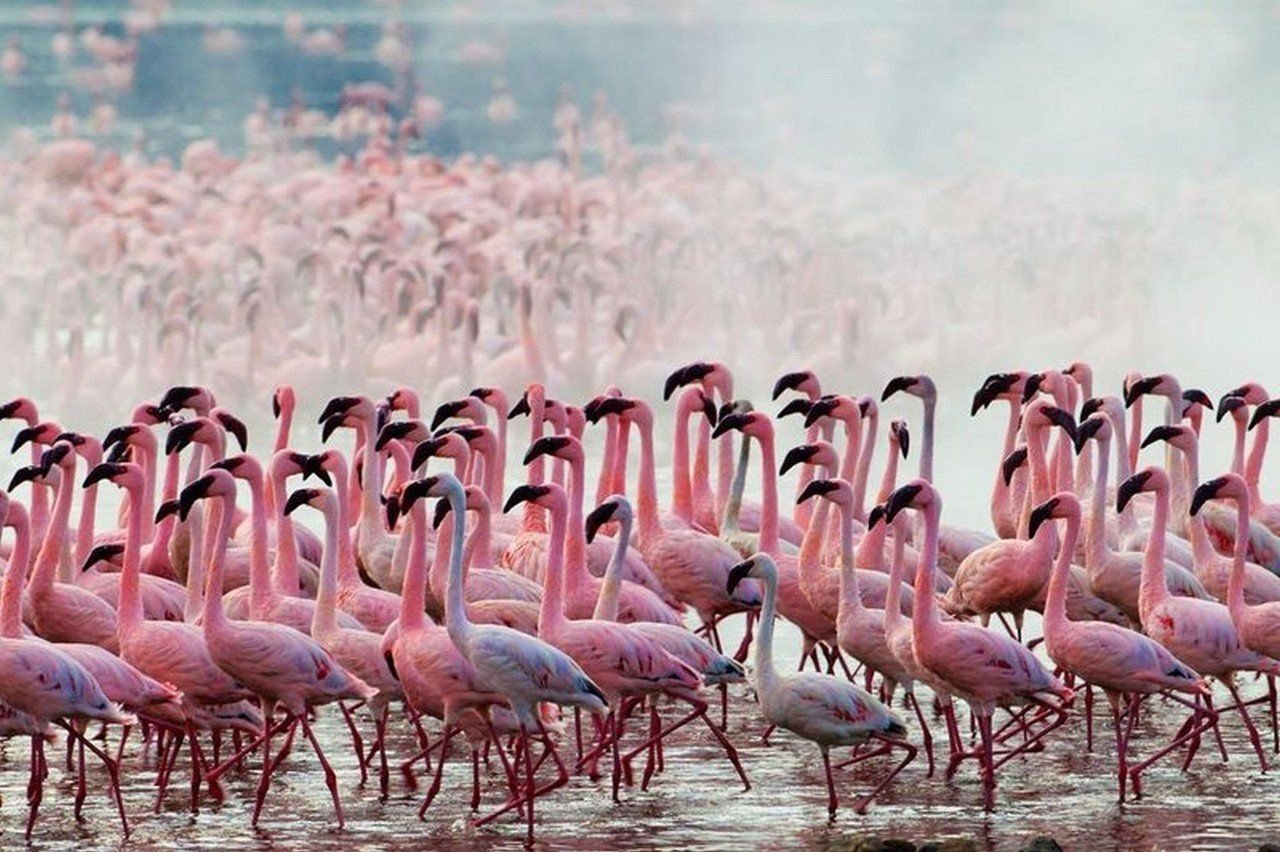 Озеро Накуру Фламинго, Кения