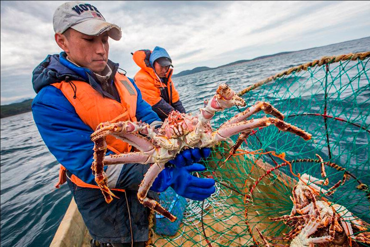 Рыболовство сахалина. Камчатский краб Охотское море. Крабы Охотского моря. Камчатский краб в Охотском море. Добыча Камчатского краба.