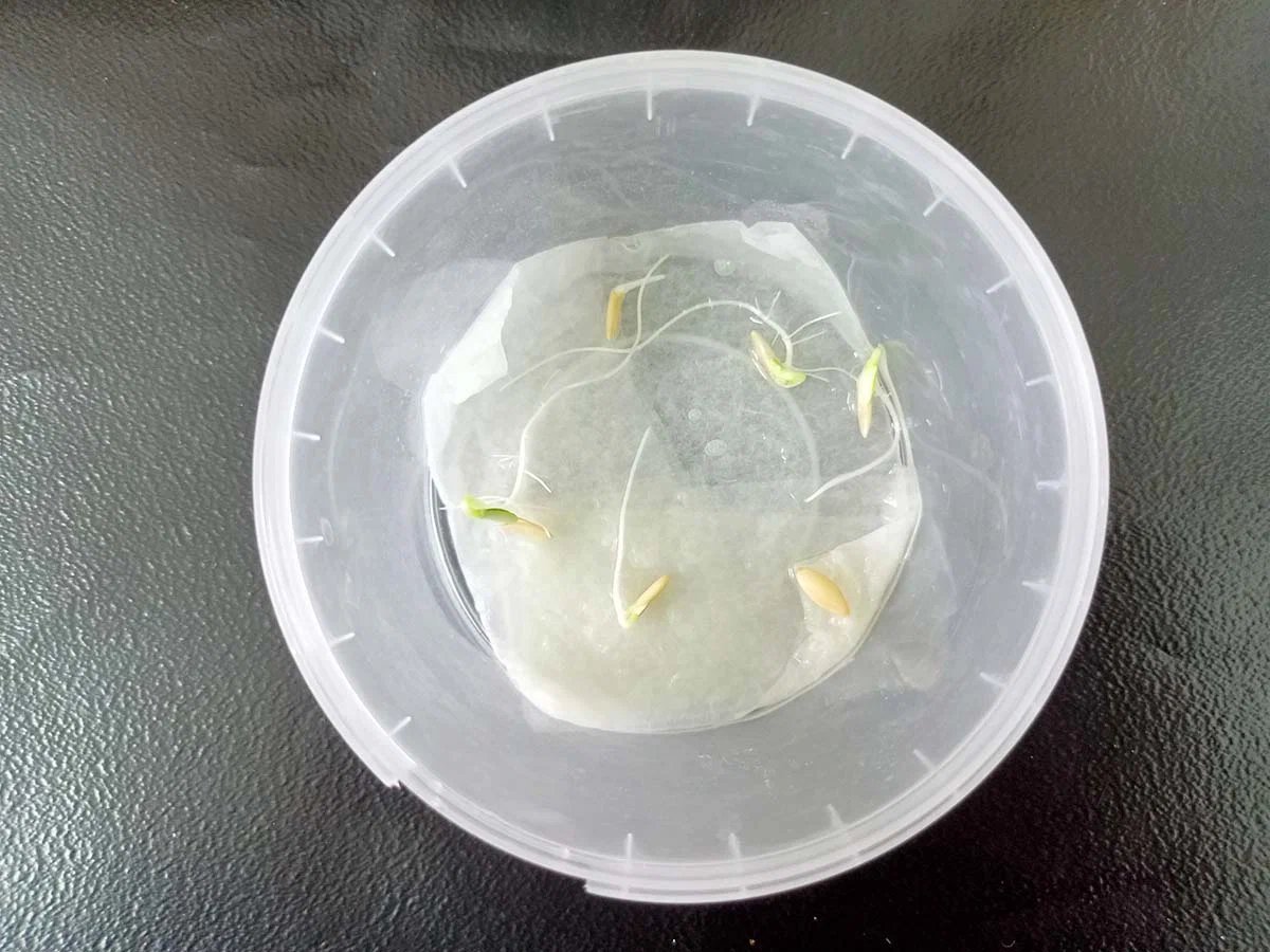 Как обеззаразить семена перца перед посадкой. Как обеззаразить семена перца перед посадкой. Подготовка семян перца. Обеззараживание семян термостатом. Подготовка семян томатов.