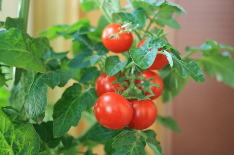 Помидоры круглый год. СЕДЕК томат оконно-балконный. Семена томат оконно-балконный СЕДЕК. Томат балконное чудо. Томат Черешенка (балконный).