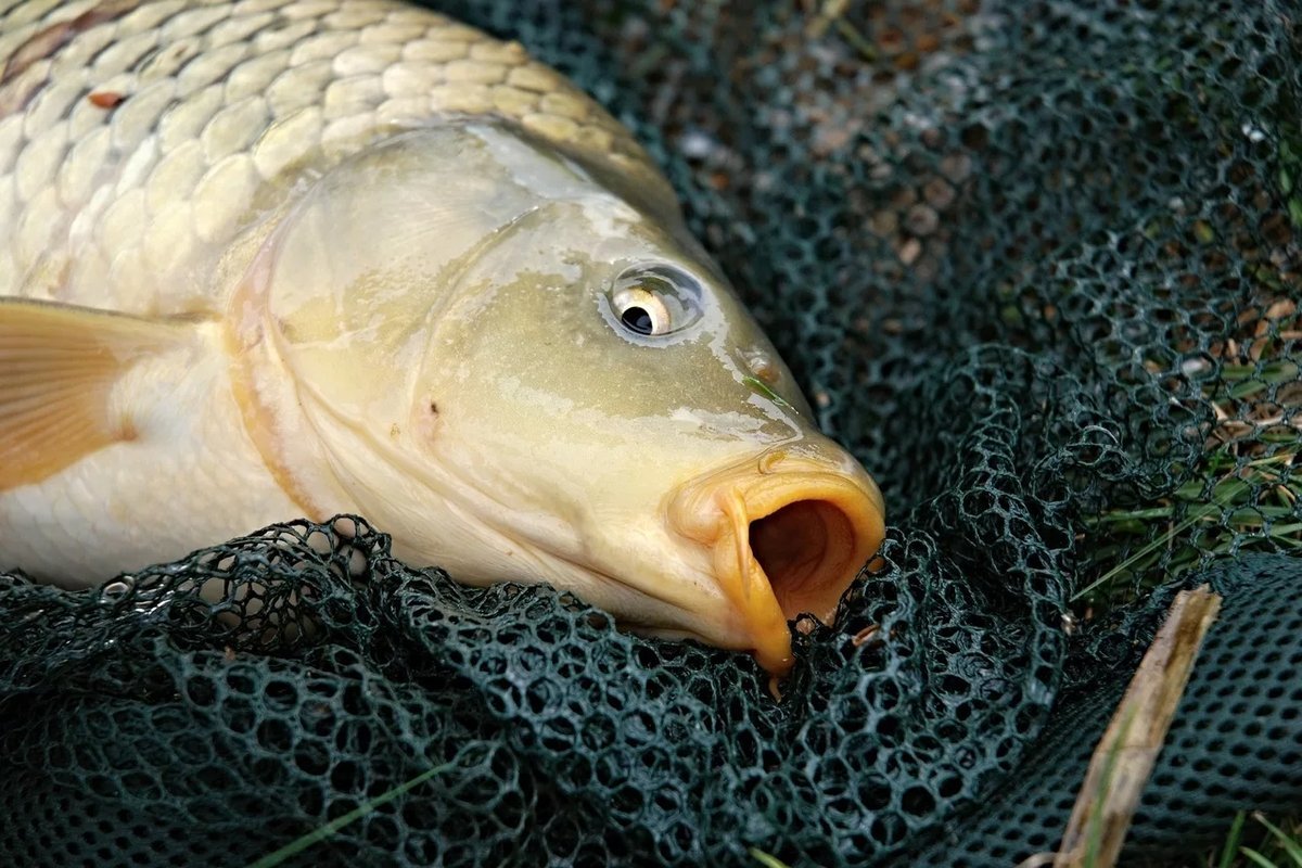 Рыбалка на карпа. Рыба Карп. Сазан-Carp. Карп (Cyprinus Carpio). Сом, сазан, усач, Карп.