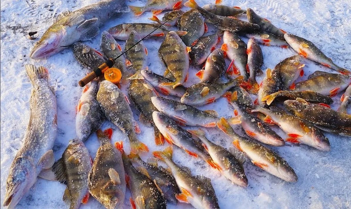 Рыбацкие места геншин. Улов геншин импакт. Что нужно для копья улов. Золотой лжедракон геншин импакт. Улов сазана.