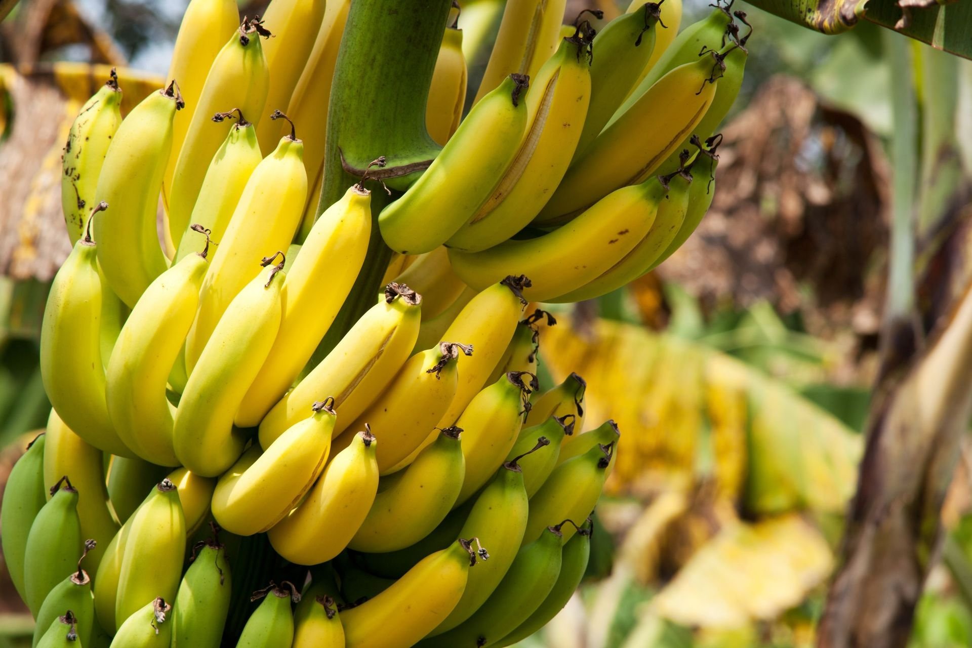 Банановые деревья в Африке