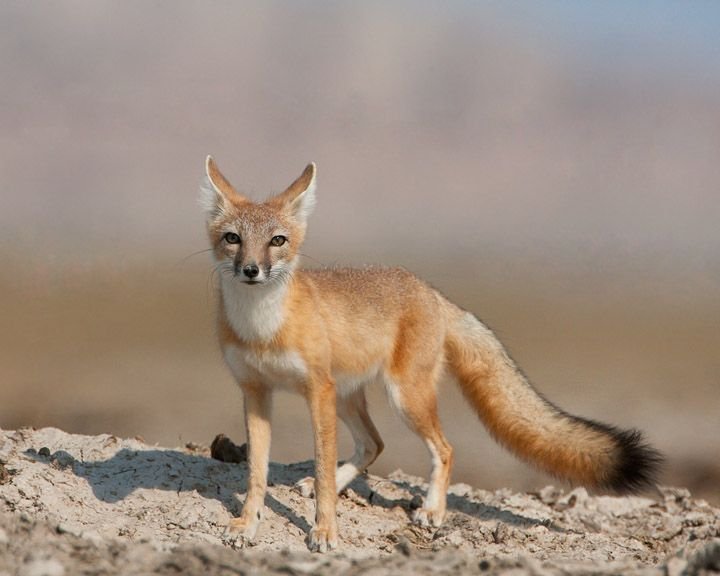 Лиса в америке. Американский Корсак Vulpes Velox. Свифт Фокс. Лисица Корсак пустыни России. Степная лисица Северной Америки.