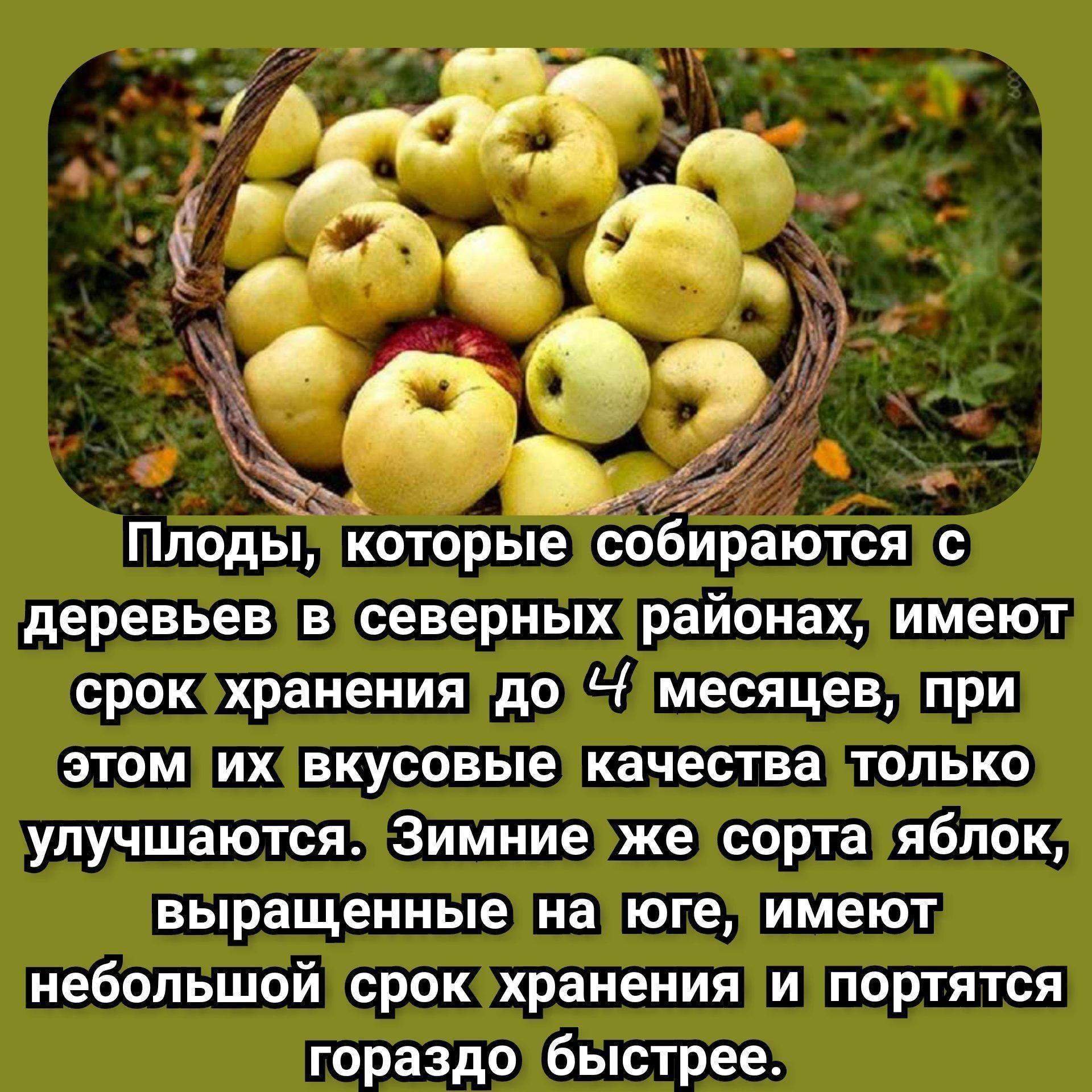 Яблоня сорт антоновка обыкновенная. Сорт яблони антоновка. Полезные свойства яблок. Антоновка польза яблок для организма. Яблоко полезный фрукт.