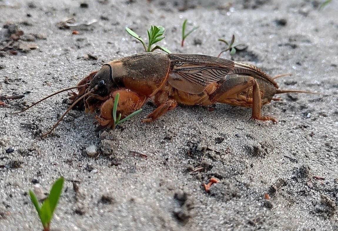 Капустница жук медведка. Гисметео медведка. Капустянка медведка. Огромная медведка мутант. Медведка крымская.