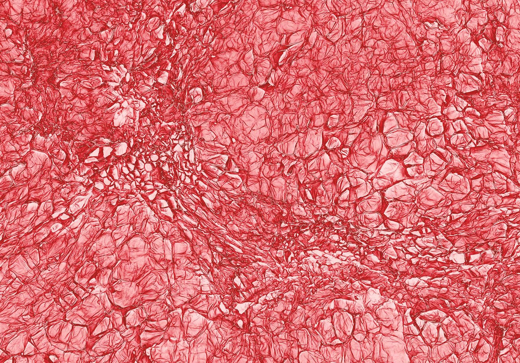 Клетки мякоти томата под микроскопом