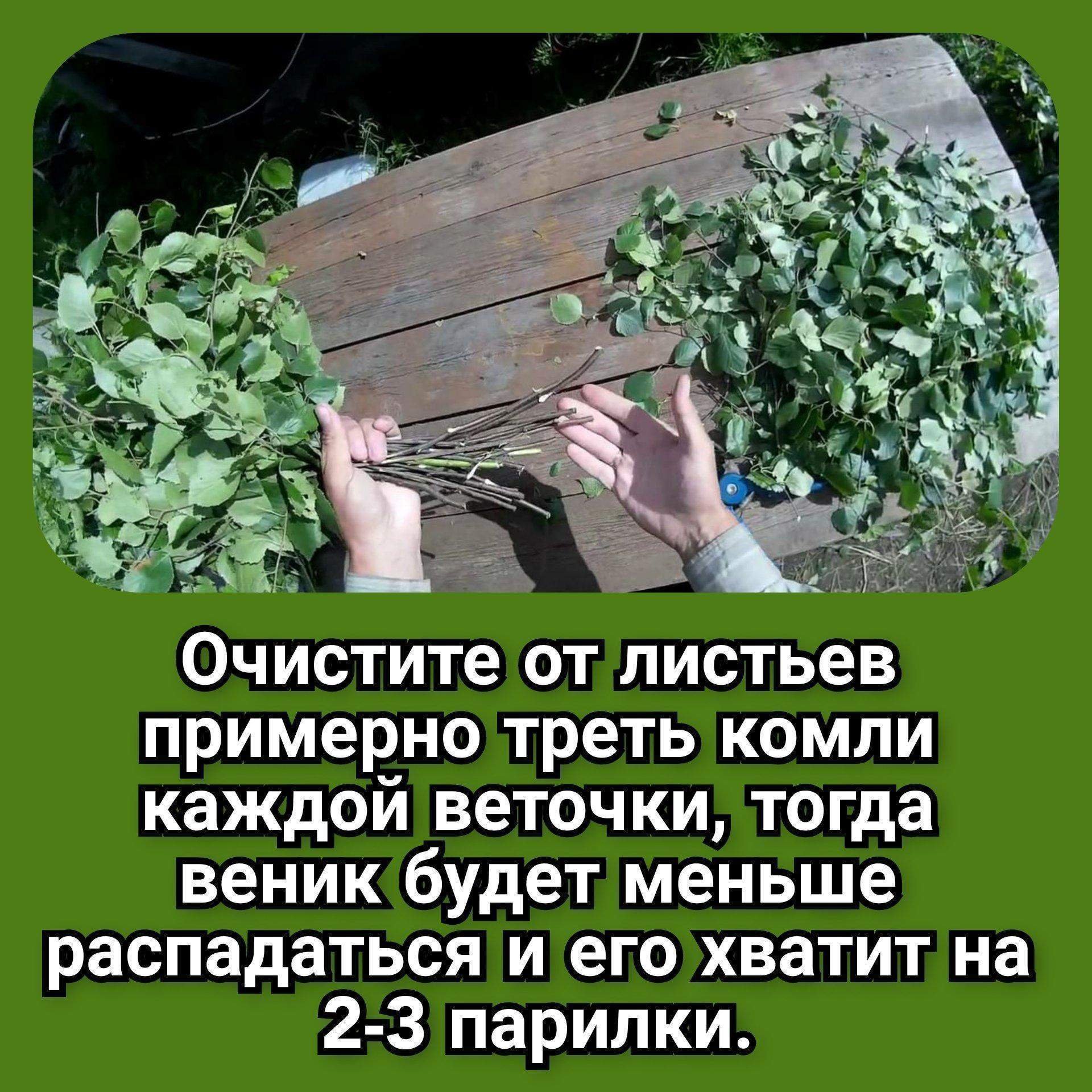 Бизнес план по заготовке веников для бани