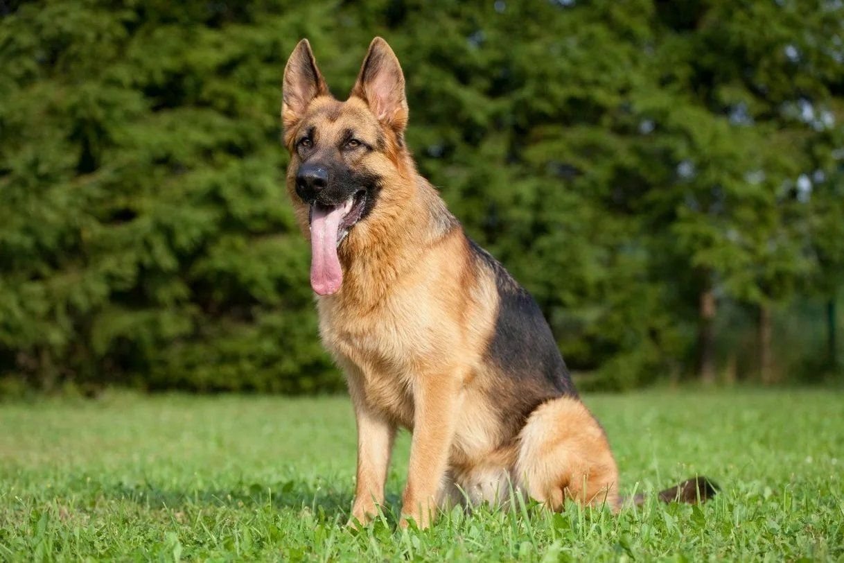 Семь собак. Собака немецкая овчарка. German Shepherd немецкая овчарка. Немецкая овчарка Шеферд. Пёс немецкая овчарка.