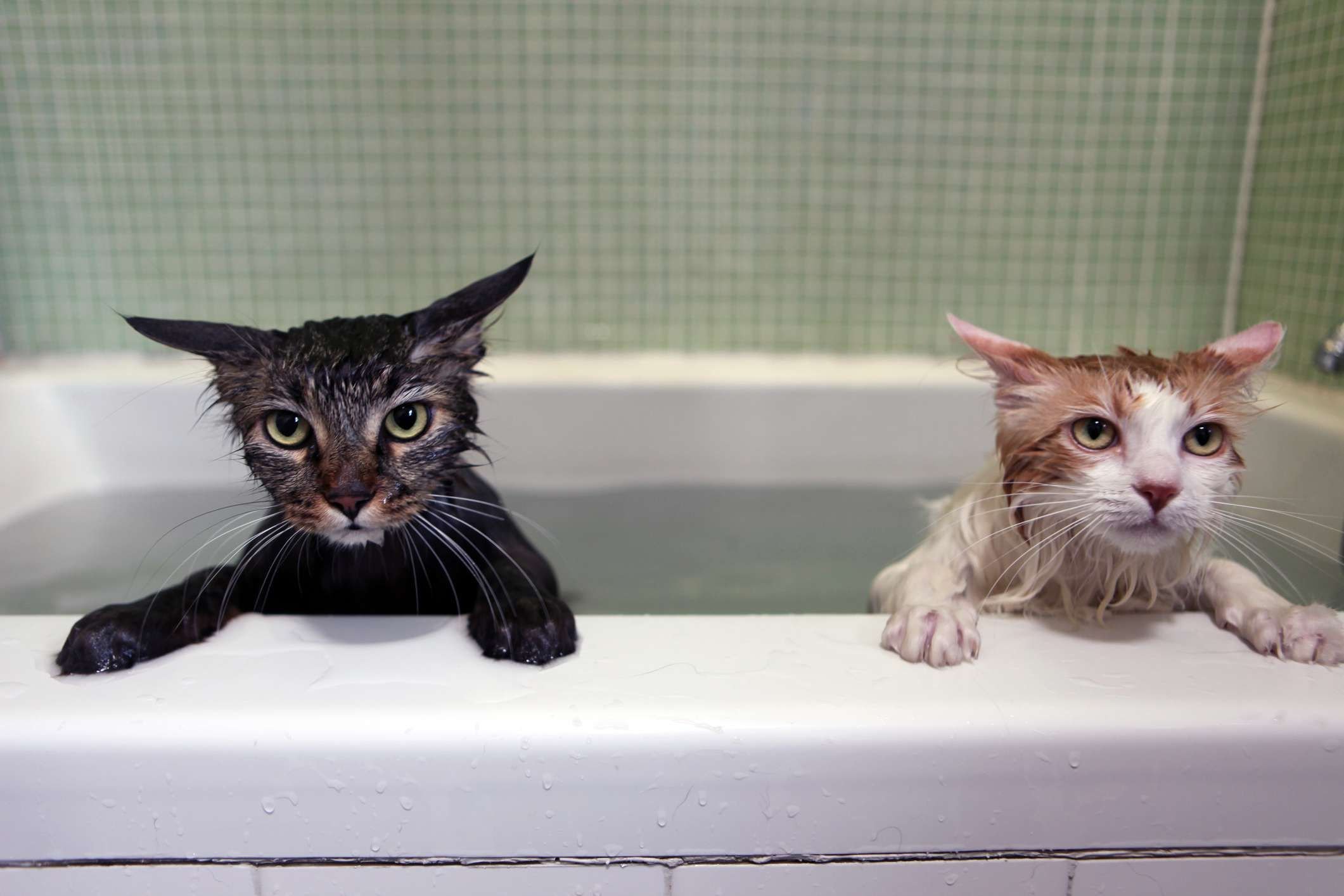 Почему 2 мокро. Мокрая кошка. Мокрые коты. Мокрый котенок. Смешные мокрые коты.