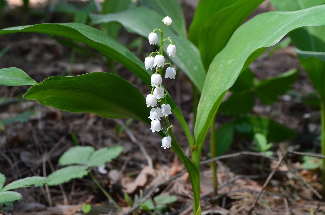 Convallaria Majalis