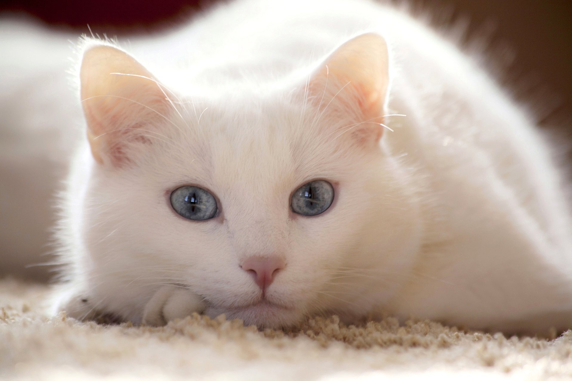 Кошки с голубыми глазами