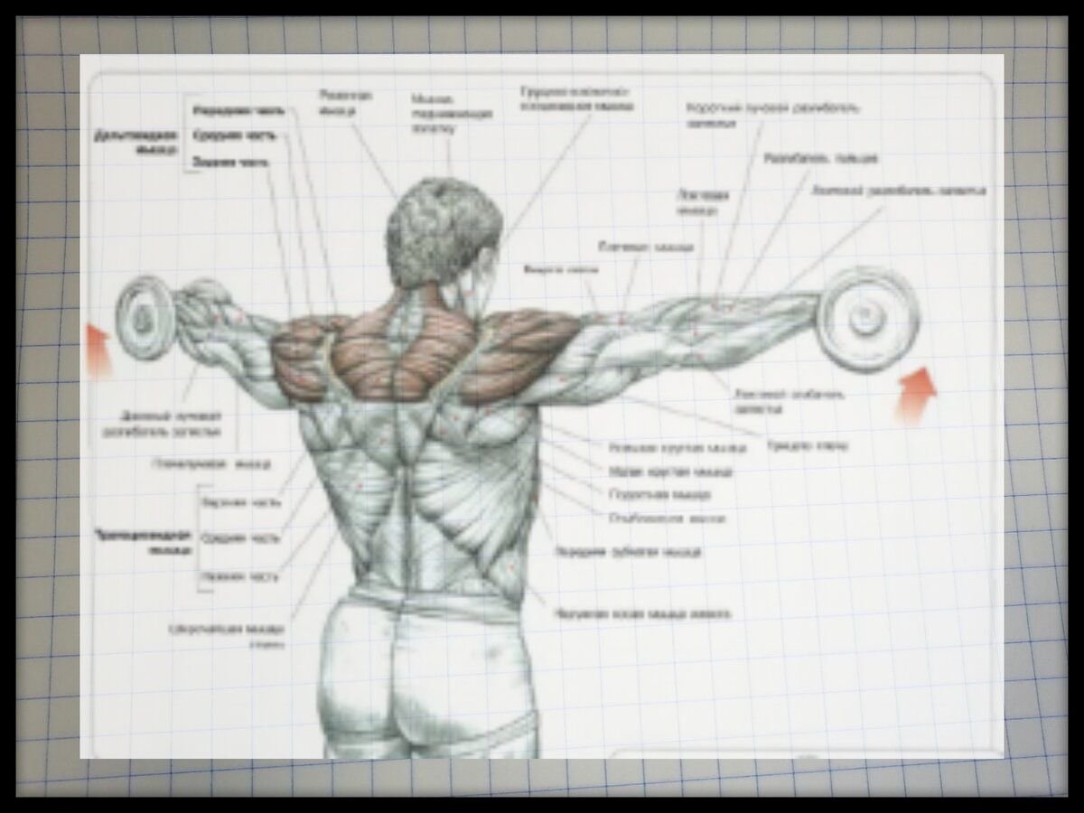 Махи гантелей в стороны какие мышцы. Упражнения для дельтовидной мышцы плеча. Жим гантелей передняя Дельта.