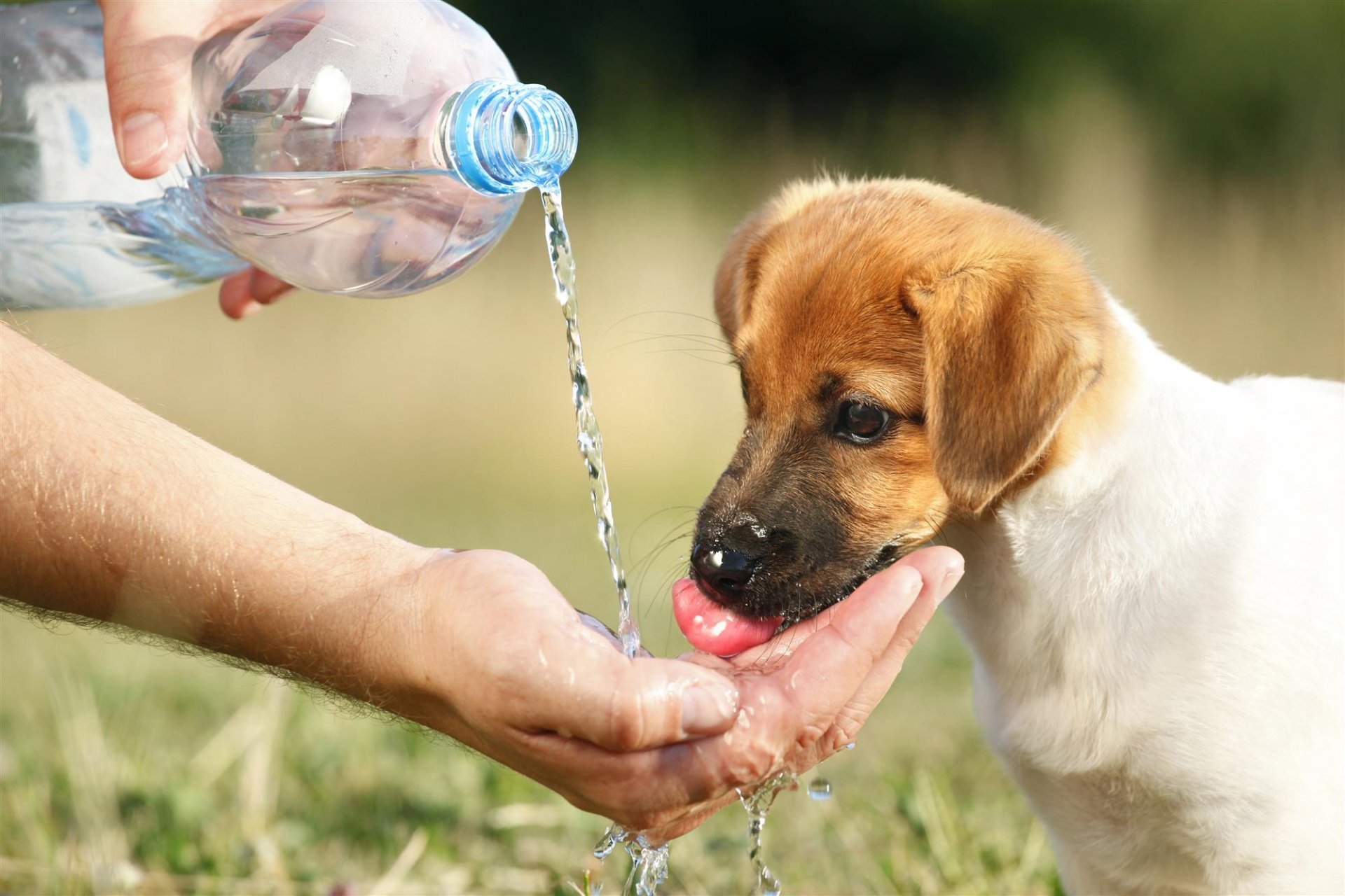 Щенок не пьет воду. Вода для животных. Собака пьет воду. Собака пьет воду в жару. Бездомные животные в жару.