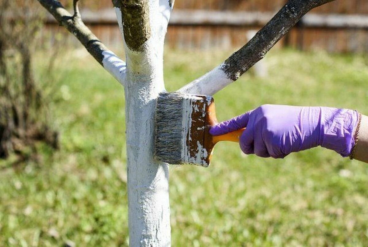 Садовая побелка для деревьев. Яблоня побелка ствола. Побелка деревьев. Побелка деревьев весной когда. Побелка деревьев весной когда.