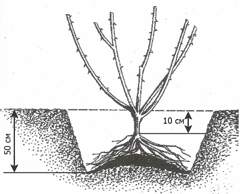 Шиповник схема посадки