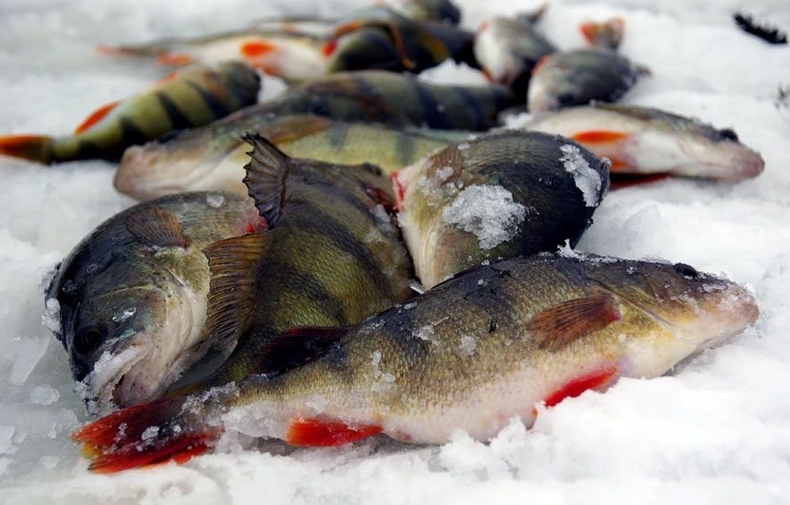 Где зимой ловят рыбу. Зимняя рыбалка на Имандре. Окунь зимой. Ловля окуня зимой. Улов на льду.