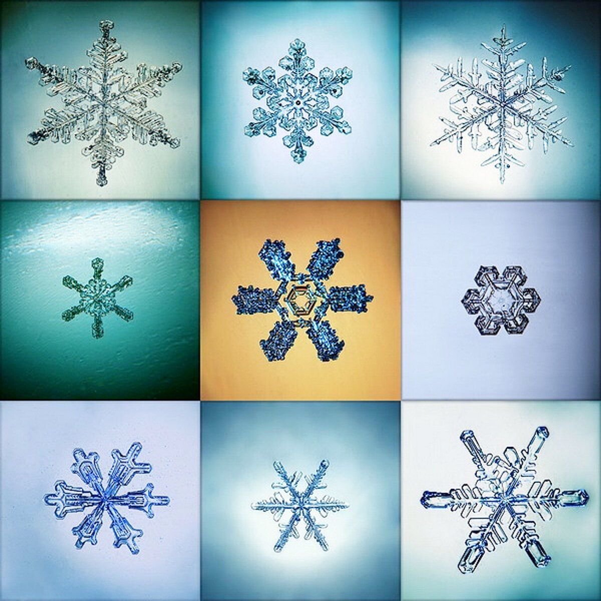 Какого цвета бывают снежинки. Снежинки разной формы. Снежинка макросъемка. Необычные формы снежинок. Разнообразие снежинок.