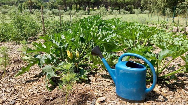 4 ошибки при поливе кабачков, которые лишат урожая
