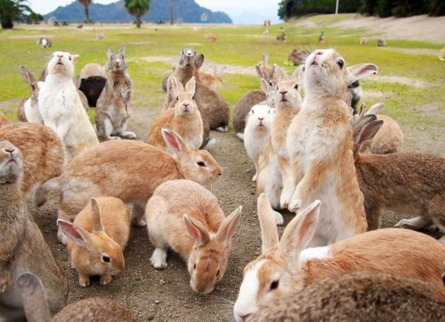 Как выглядит остров кроликов Окуносима, откуда взялся и несколько советов туристам