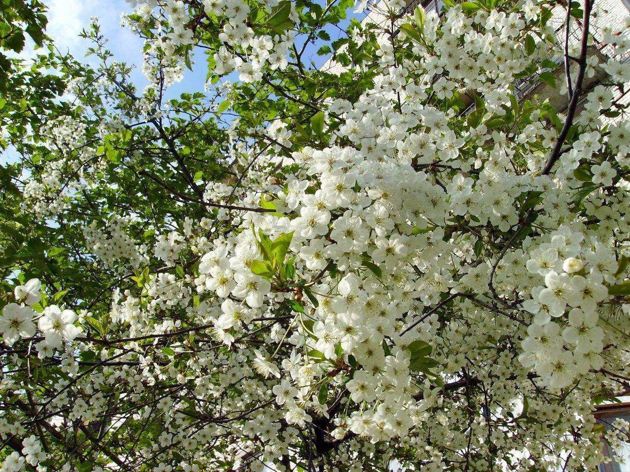 Нет вишни при обильном цветении: причины и решение проблемы
