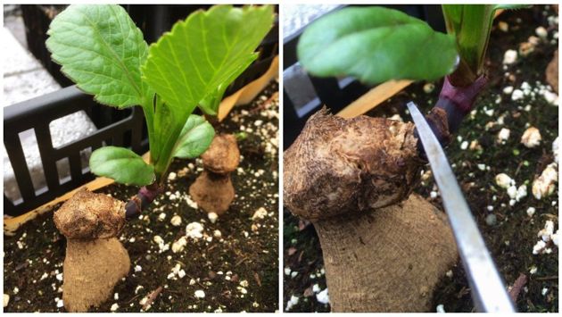 Как выращивать георгины из семян и клубней: советы специалистов