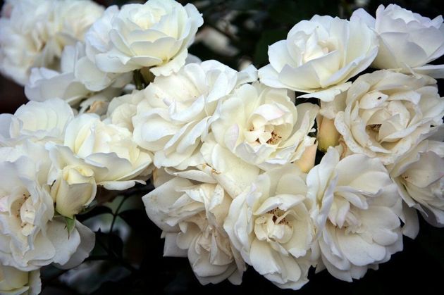 3 лучших сорта роз, которые цветут все лето