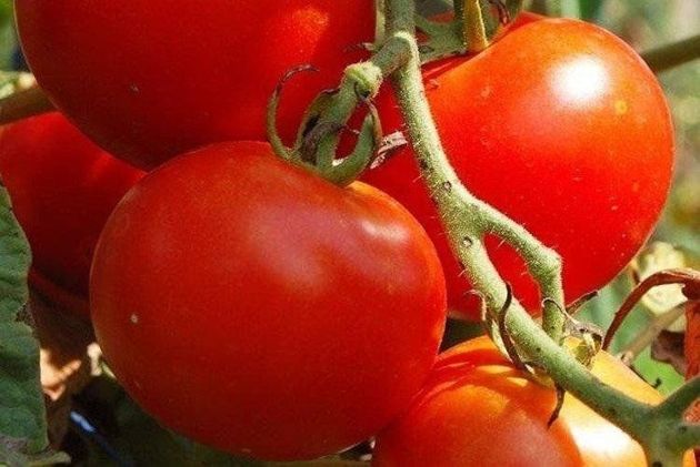 3 сорта томатов, которые не боятся фитофтороза
