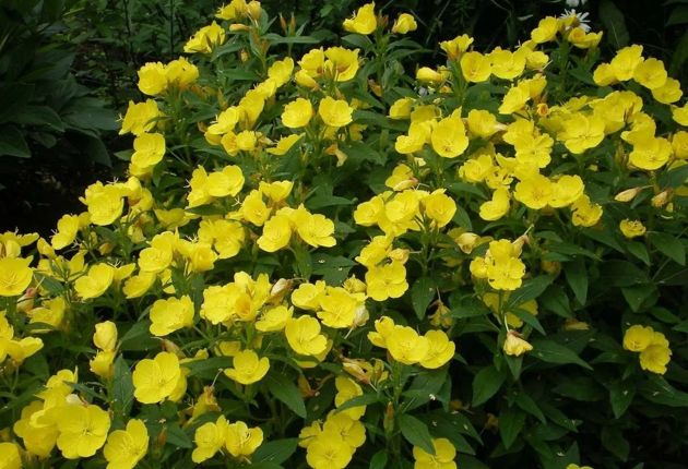5 красивых и неприхотливых многолетних растений, цветущих на участке все лето
