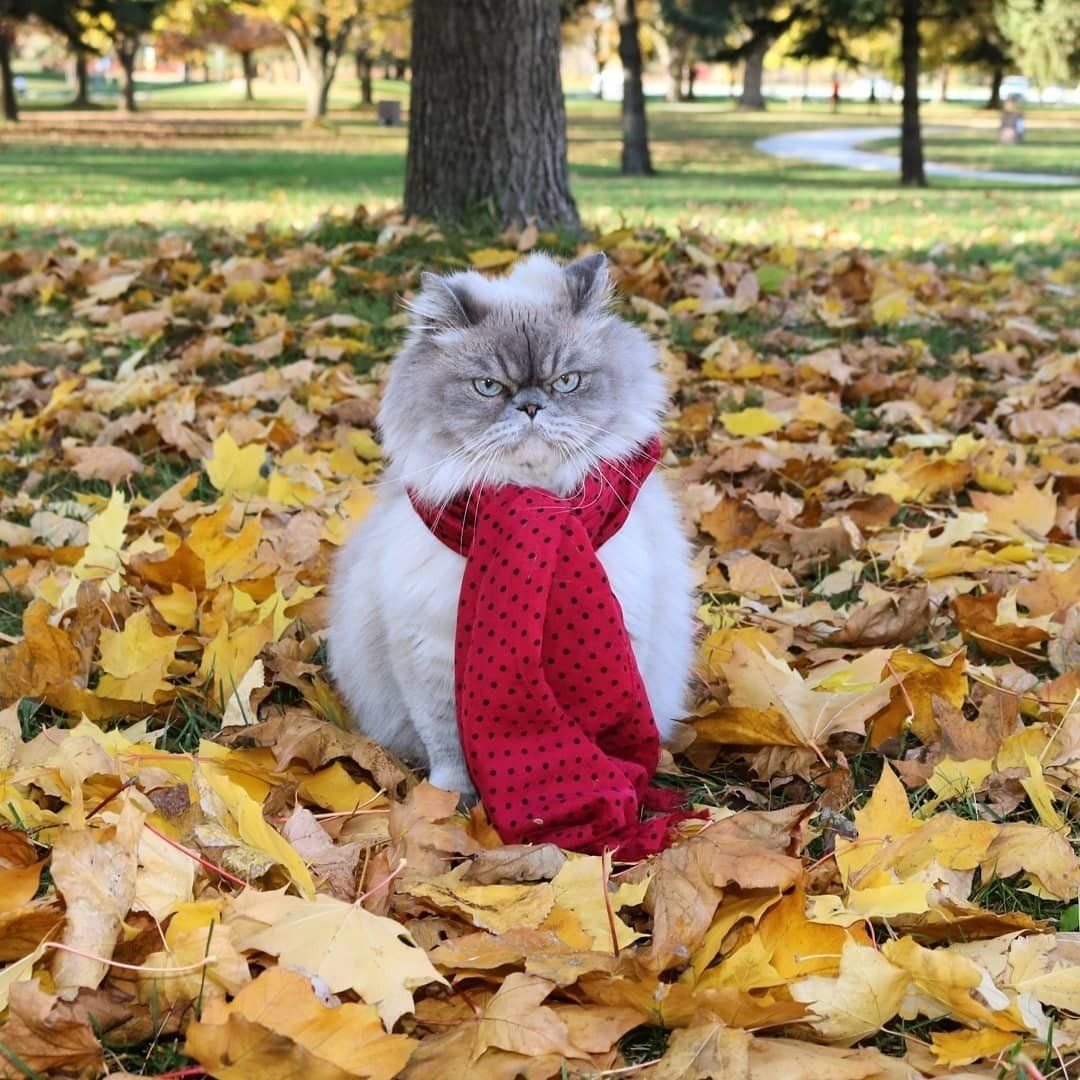 Осенний кот в шарфике