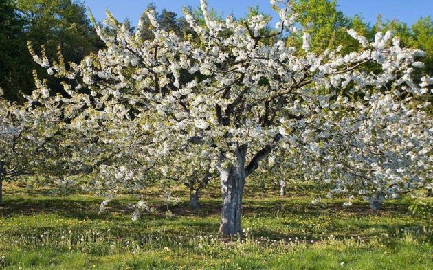 Нет вишни при обильном цветении: причины и решение проблемы