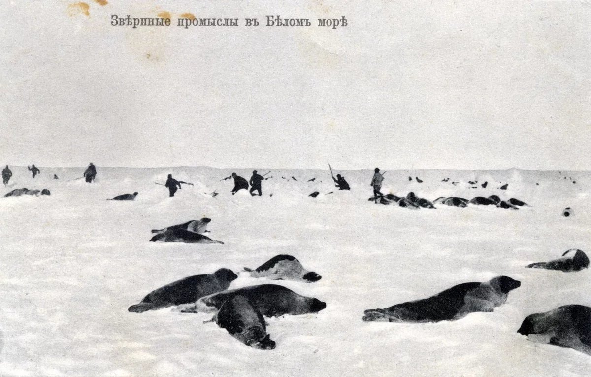 охота в белом море на тюленя