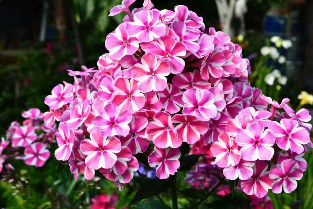 5 красивых и неприхотливых многолетних растений, цветущих на участке все лето