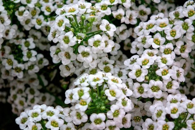 7 однолетников цветов, которые благоприятнее высаживать под зиму, а не весной