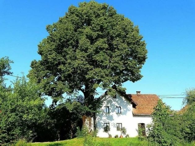 Какие деревья не стоит сажать около дома, последствия велики