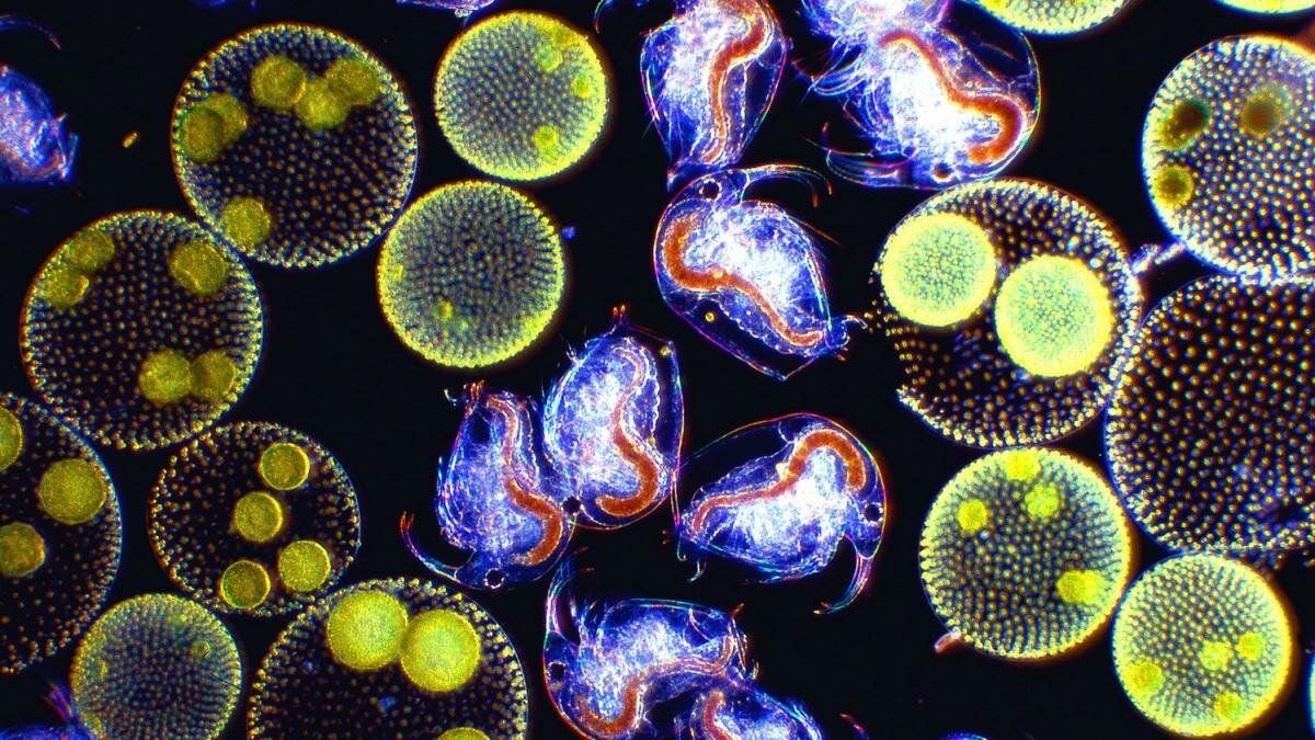 Простейшие организмы в воде. Планктонные водоросли фитопланктон. Планктон и фитопланктон. Планктон фото. Фитопланктон нанопланктон зоопланктон.