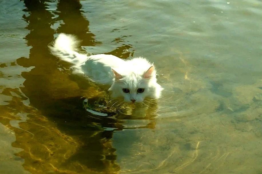 Кошки в озерах. Турецкий Ван порода. Турецкий Ван котята. Турецкий Ван рыжий гладкошерстный. Турецкий Ван бобтейл.