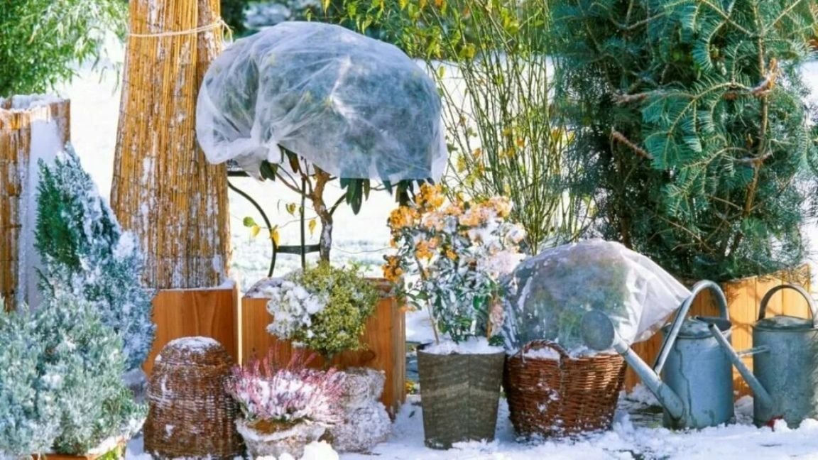 Как подготовить растения к зиме