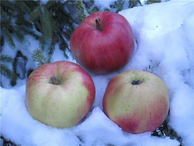 Составила свой топ самых вкусных яблок зимних сортов