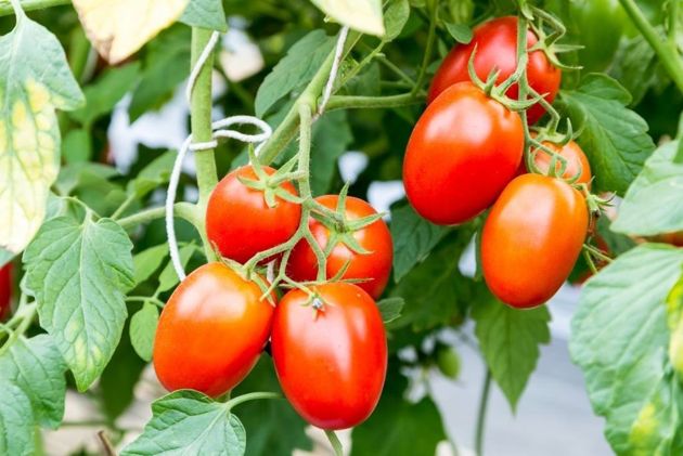 6 сортов томатов, которые можно хранить до Нового года