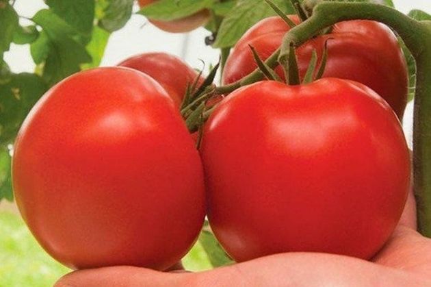 6 сортов томатов, которые можно хранить до Нового года